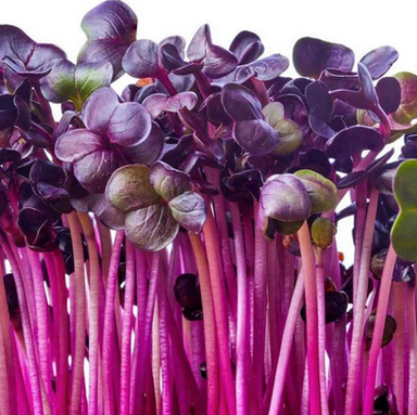 Microgreens – Radish Purple 28g / Microgreens – Rábano Morado 28g