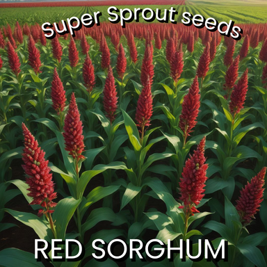SORGHUM RED x 50 seeds