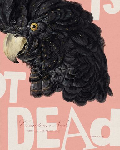 PUNK IS NOT DEAD