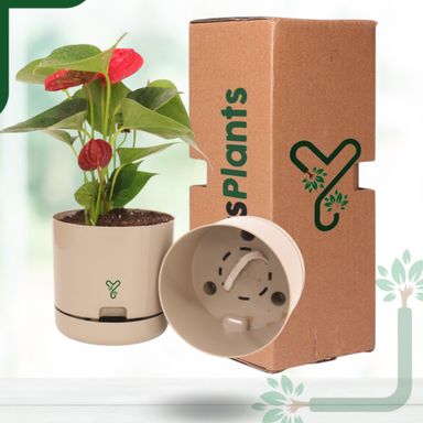 AQI fighter - Red Anthurium Plant Live - Elegant Blooms & Air Purifying Indoor Plant