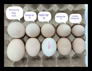 4.走地放养菜园鸡鸡蛋 AAA级 🥚 Free Range Kampung Chicken Egg Grade AAA RM23/tray of 20pc 