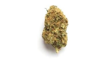 Xeno Strain