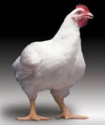 Chicken - Broiler