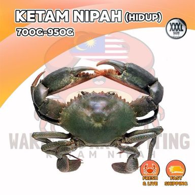 【HIDUP】Ketam Nipah Indonesia