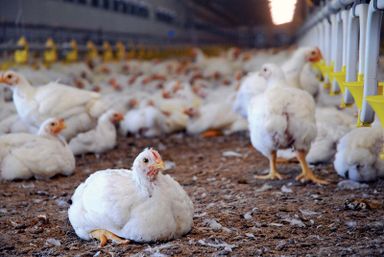 Live Broiler Chicken-per kg