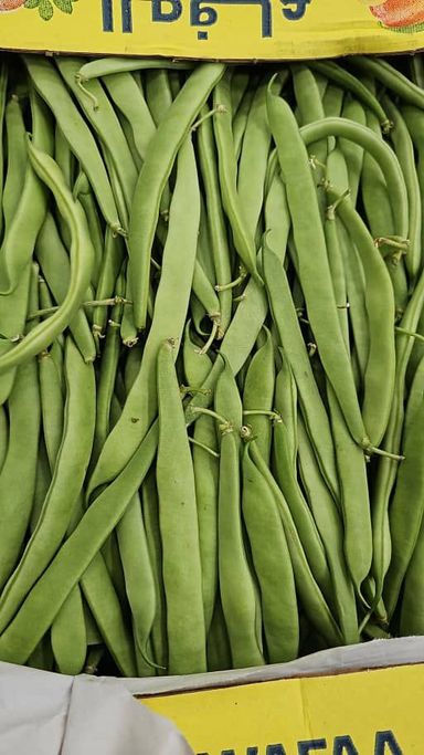 MPS41-Haricot vert liban  لوبيا من لبنان 