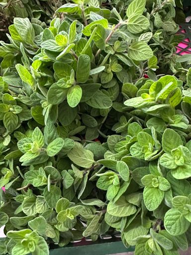 MPS44-thym vert botte باقة زعتر اخضر 