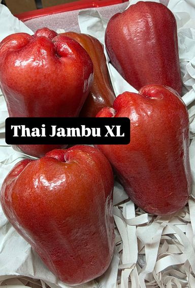 THAI JAMBU (XL)