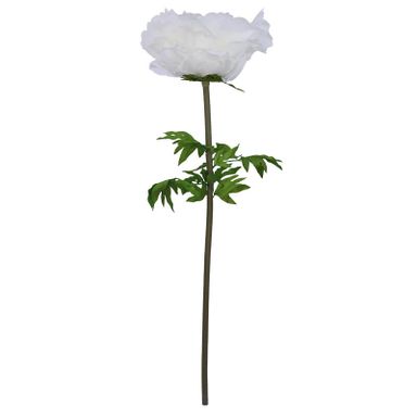 CREAM PEONY STEM 140CM HIGH 55CM DIAMETER