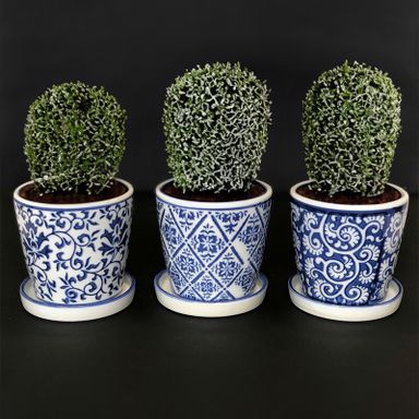 SMALL PLANTER MIXED 11CM