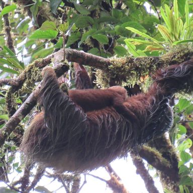 Bijagua Waterfall + Sloth Watching Tour 🦥💦