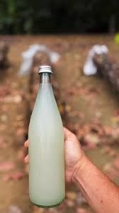 Coffee Experience Tour in Hojancha, plus a visit to Collera Nambi and the Colonial Church in Nicoya. 