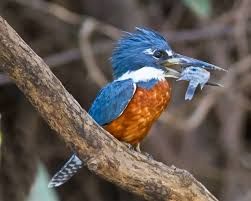 Caño Negro Boat Tour