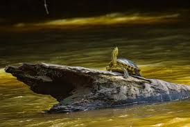 Caño Negro Boat Tour