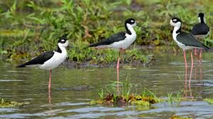 Caño Negro Boat Tour