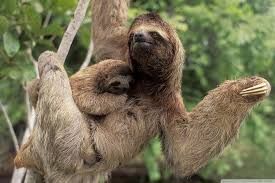 Sloth Watching Tour 🦥🦥🦥🦥