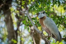 Palo Verde National Park, Boat Tour 🛥️🐊