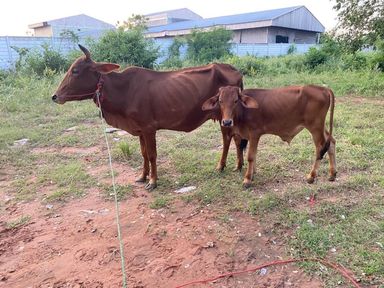 💙药师诞大放生💙🐂赎牛大放生🐂