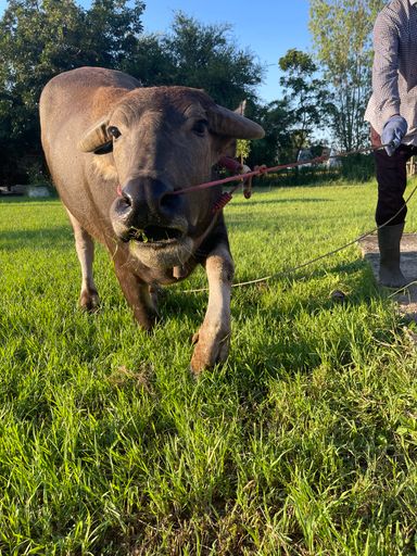 💙药师诞大放生💙🐂赎牛大放生🐂