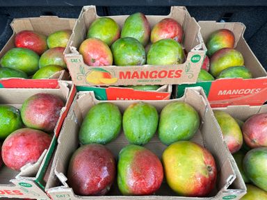 Mangos Kent #1 🇵🇪 los mejores