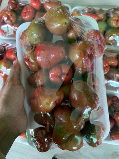 Jambu Air Lonceng Merah 
