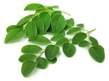 Moringa Powder