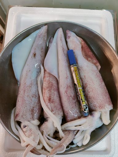 MSIA THICK MEAT SQUID