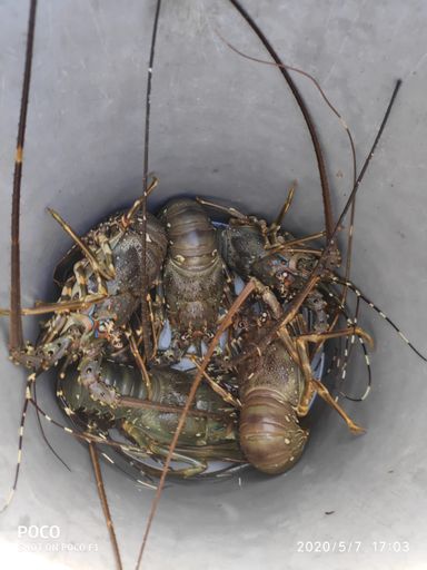 Bamboo Lobster (1 kg)