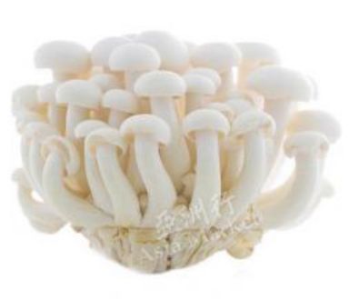 Shimeji Mushroom 