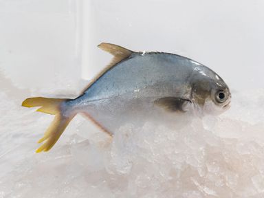 WF04 Golden Pomfret 金鲳魚 