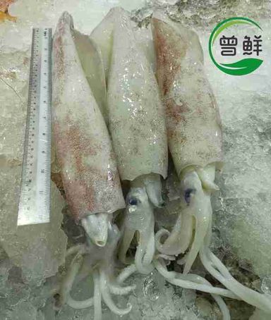 苏东 Squid