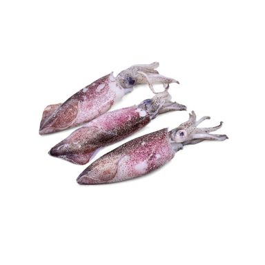Sotong