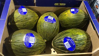 SPAIN MELON