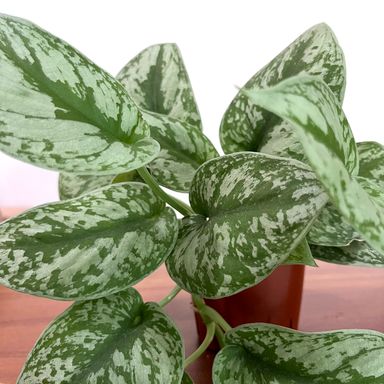 Scindapasus Pictus Exotica Pothos (size M)