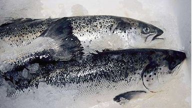 三文鱼 Salmon