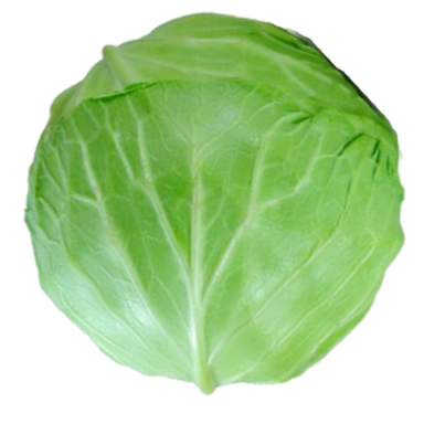 CABBAGE/ KOBIS