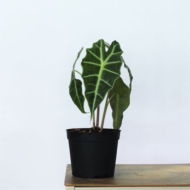 Alocasia Amazonica