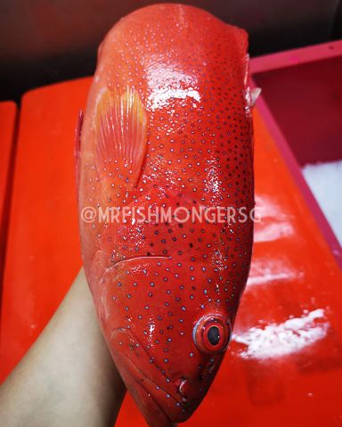 Wild Deep Sea Big Red Grouper/野生大红石斑)