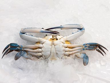 C01 Flower Crabs 花蟹