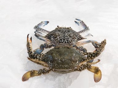C01 Flower Crabs 花蟹