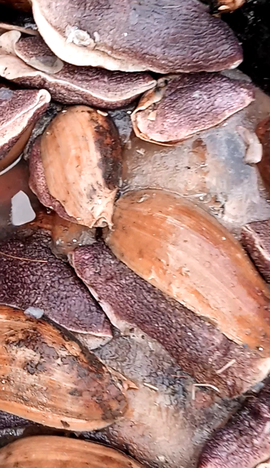 Deep Sea Snails