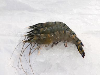 P01 Tiger Prawns 老虎虾