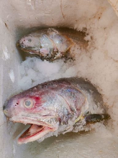 BALAI THREADFIN PORTION 