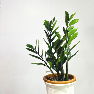 Zz Plant