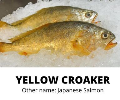 YELLOW CROAKER (JAPANESE SALMON)