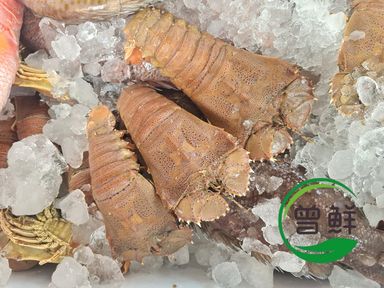 虾婆 Crayfish