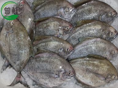 黑鲳 Black Pomfret