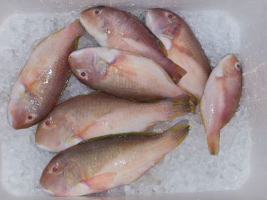  鹦哥鱼 Parrotfish