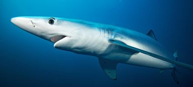 Blue Shark Fillet - (Prionace glauca)