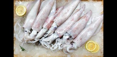 1 kg Sotong Squid